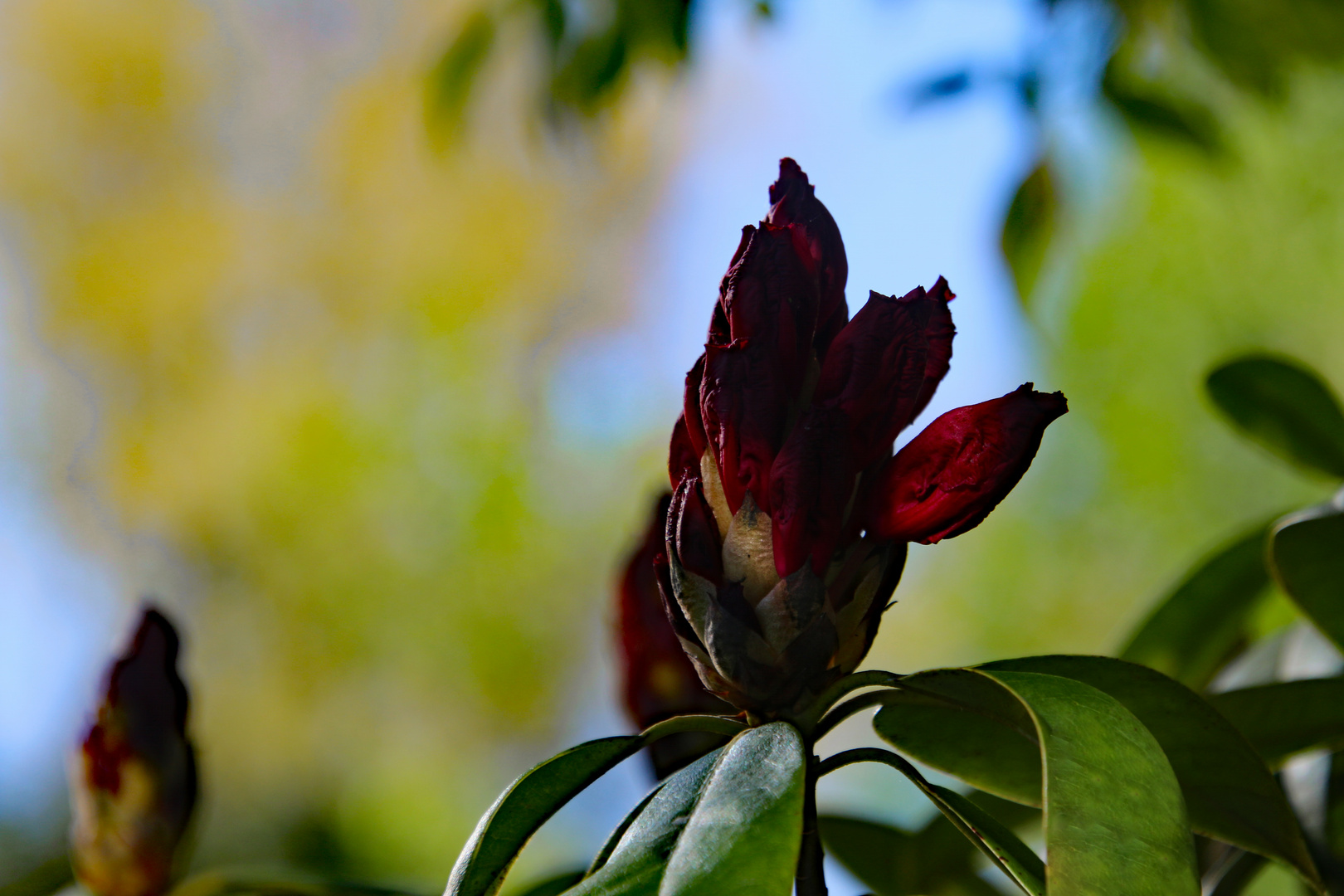 Rhododendronblüte