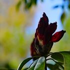 Rhododendronblüte