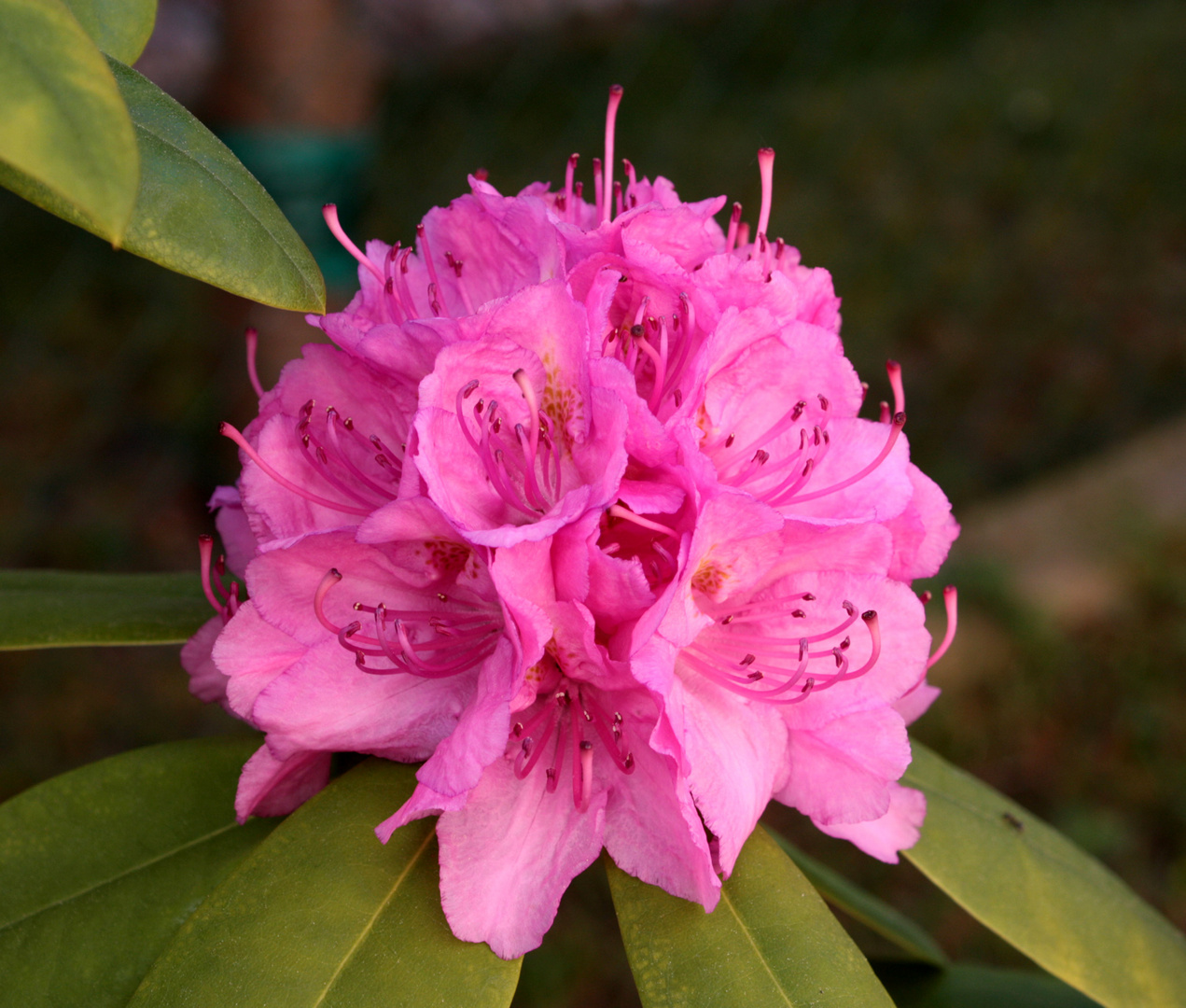 Rhododendronblüte