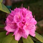 Rhododendronblüte