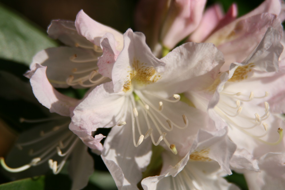 "Rhododendronblüte"