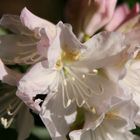 "Rhododendronblüte"