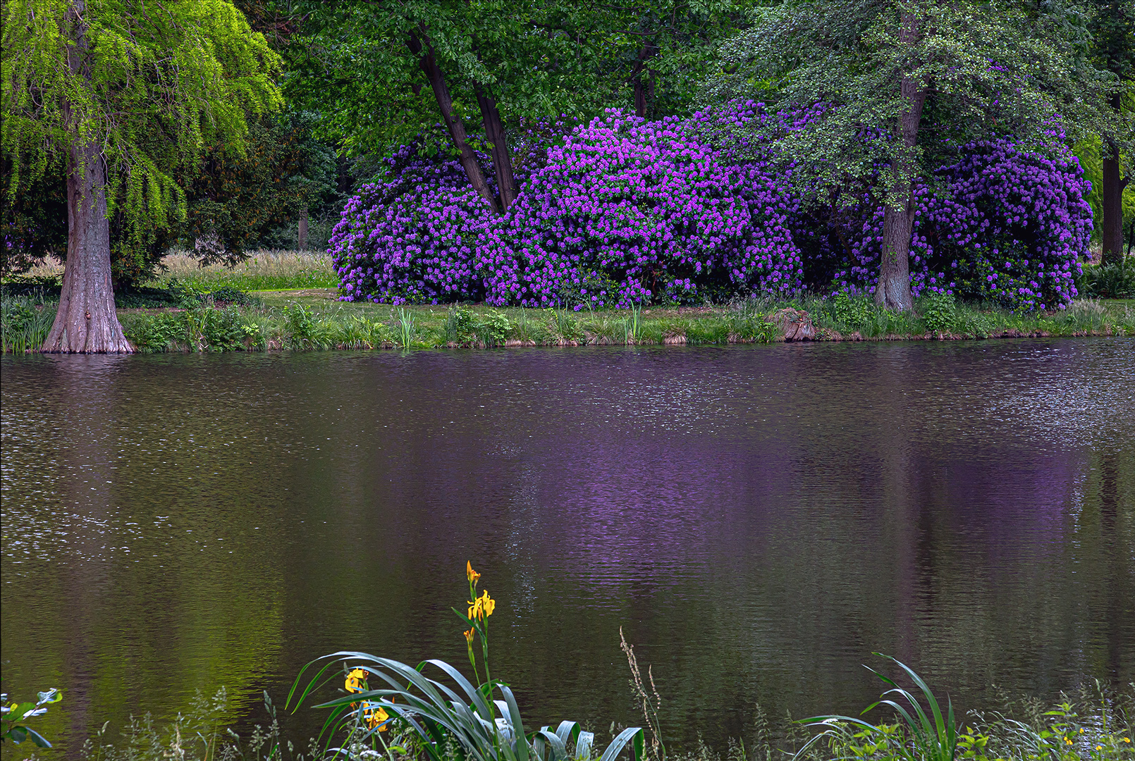 Rhododendronblüte