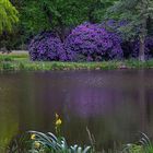 Rhododendronblüte