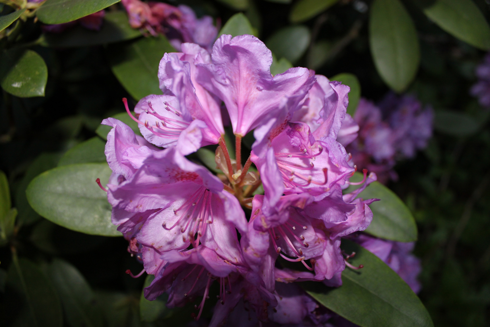 Rhododendronblüte