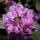 Rhododendronblüte