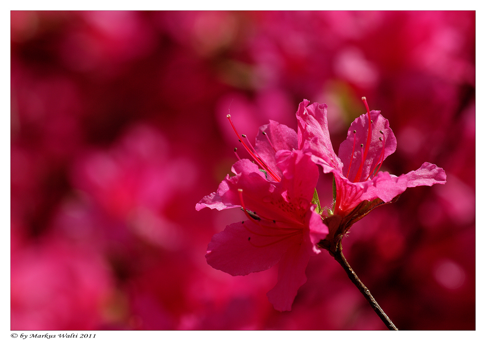 Rhododendronblüte