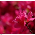 Rhododendronblüte