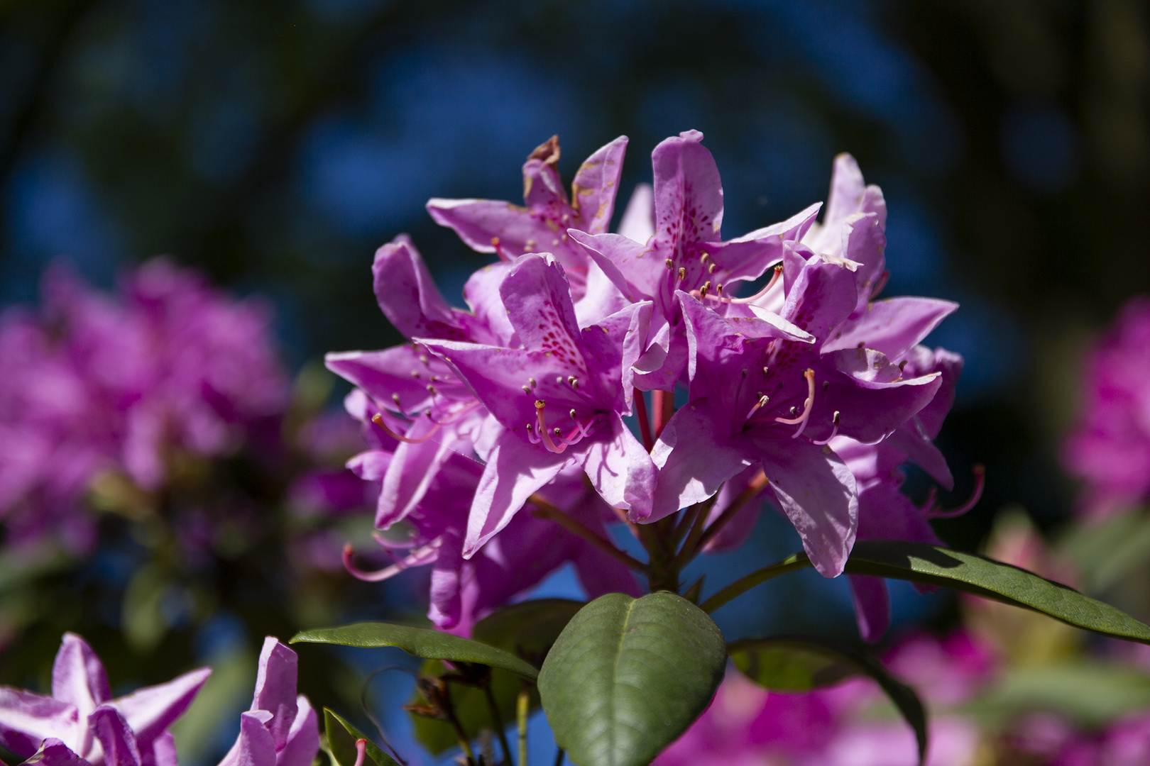 Rhododendronblüte