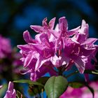 Rhododendronblüte