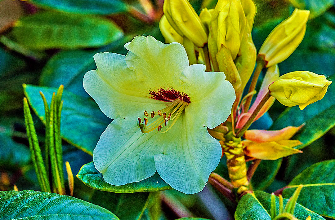 Rhododendronblüte