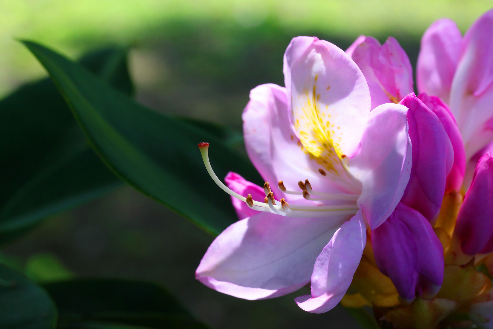 Rhododendronblüte