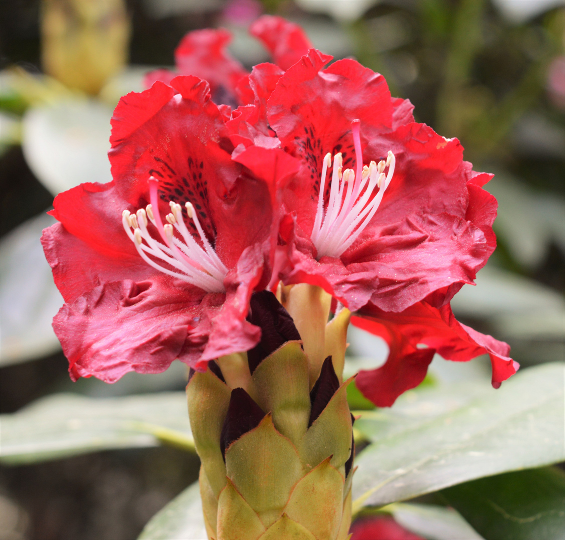 Rhododendronblüte