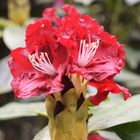 Rhododendronblüte