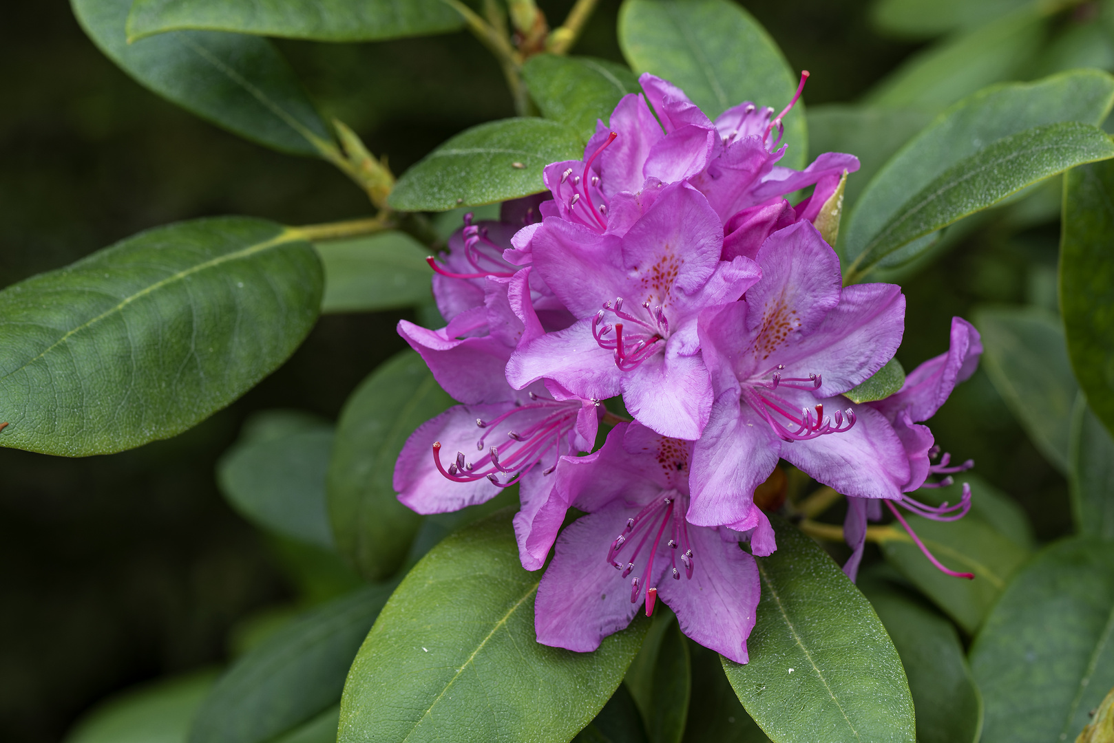 Rhododendronblüte