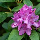 Rhododendronblüte