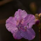 Rhododendronblüte