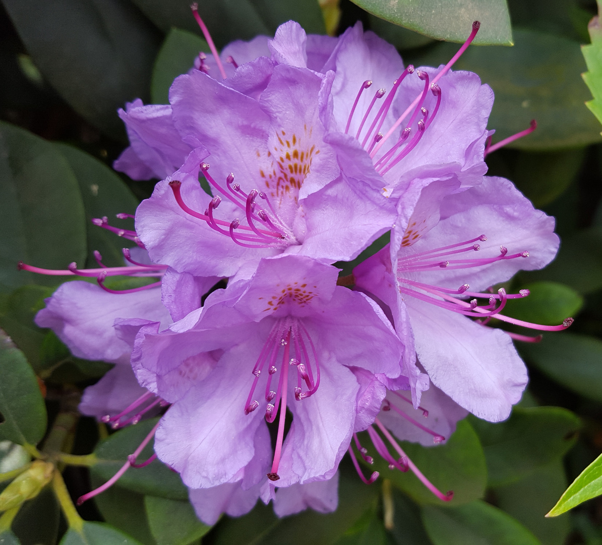 Rhododendronblüte 