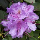 Rhododendronblüte 