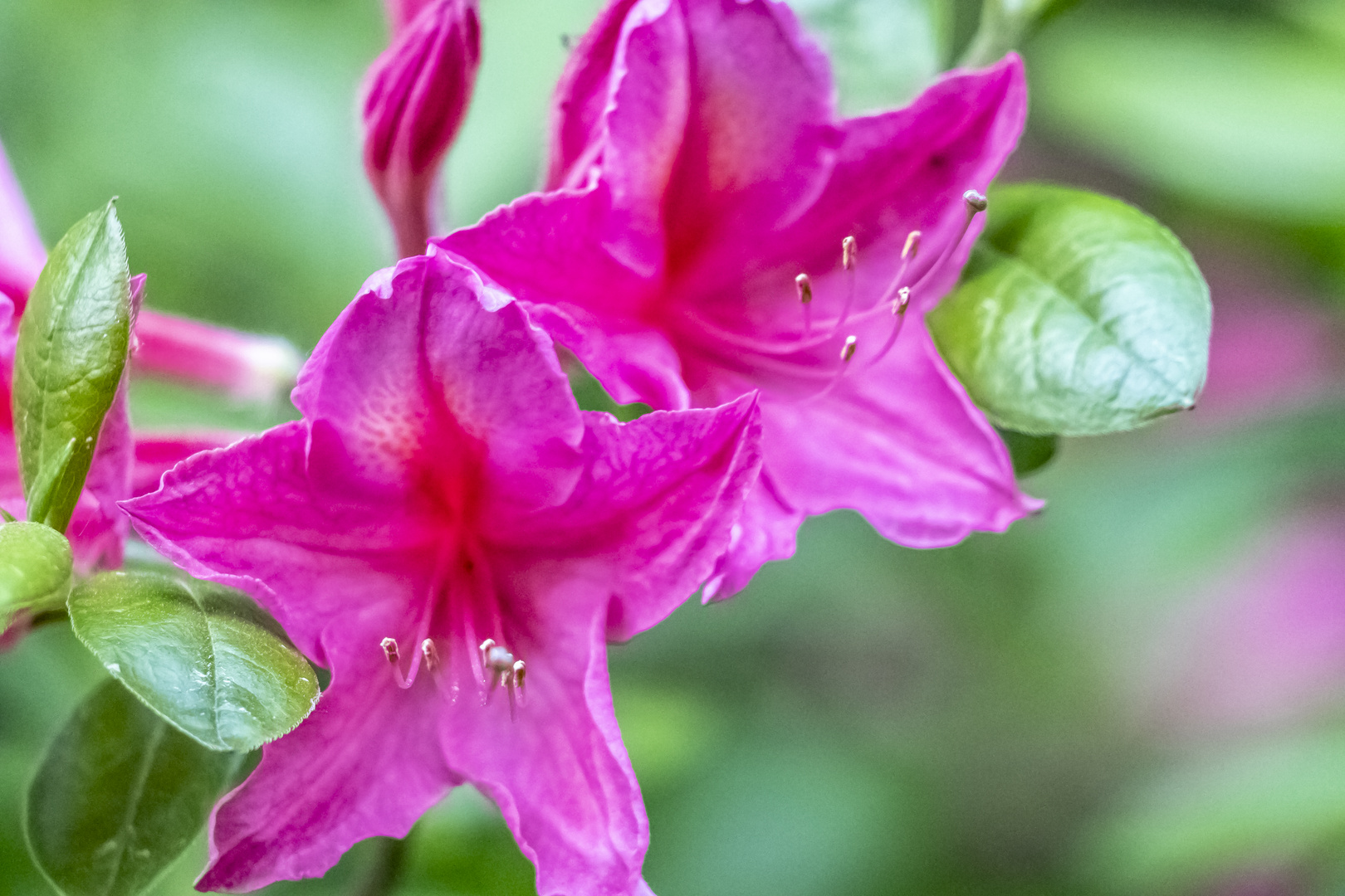 Rhododendronblüte