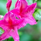 Rhododendronblüte