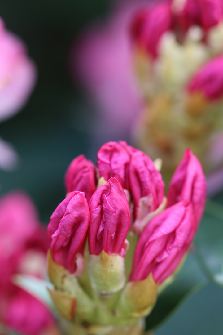 Rhododendronblüte