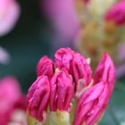 Rhododendronblüte