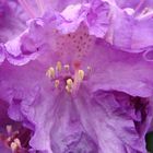 Rhododendronblüte