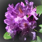 .Rhododendronblüte