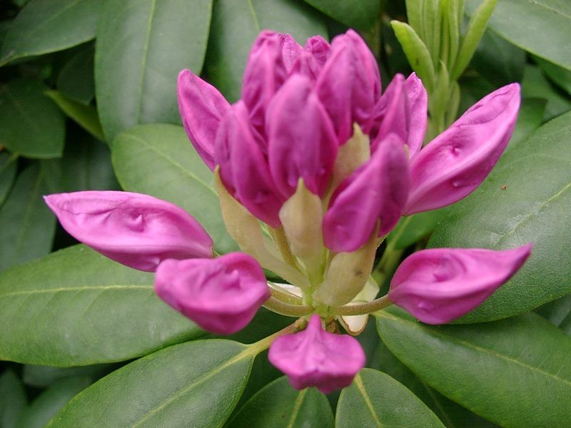 Rhododendronblüte