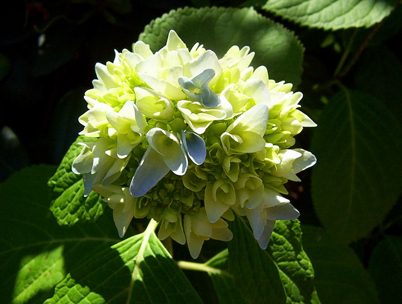 Rhododendronblüte