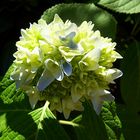 Rhododendronblüte