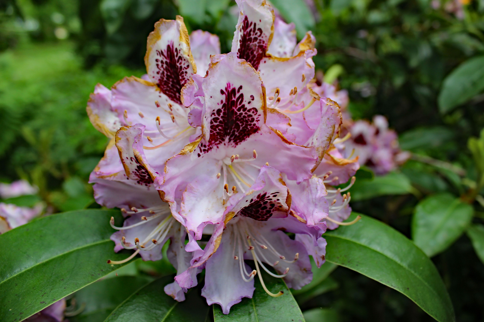 Rhododendronblüte