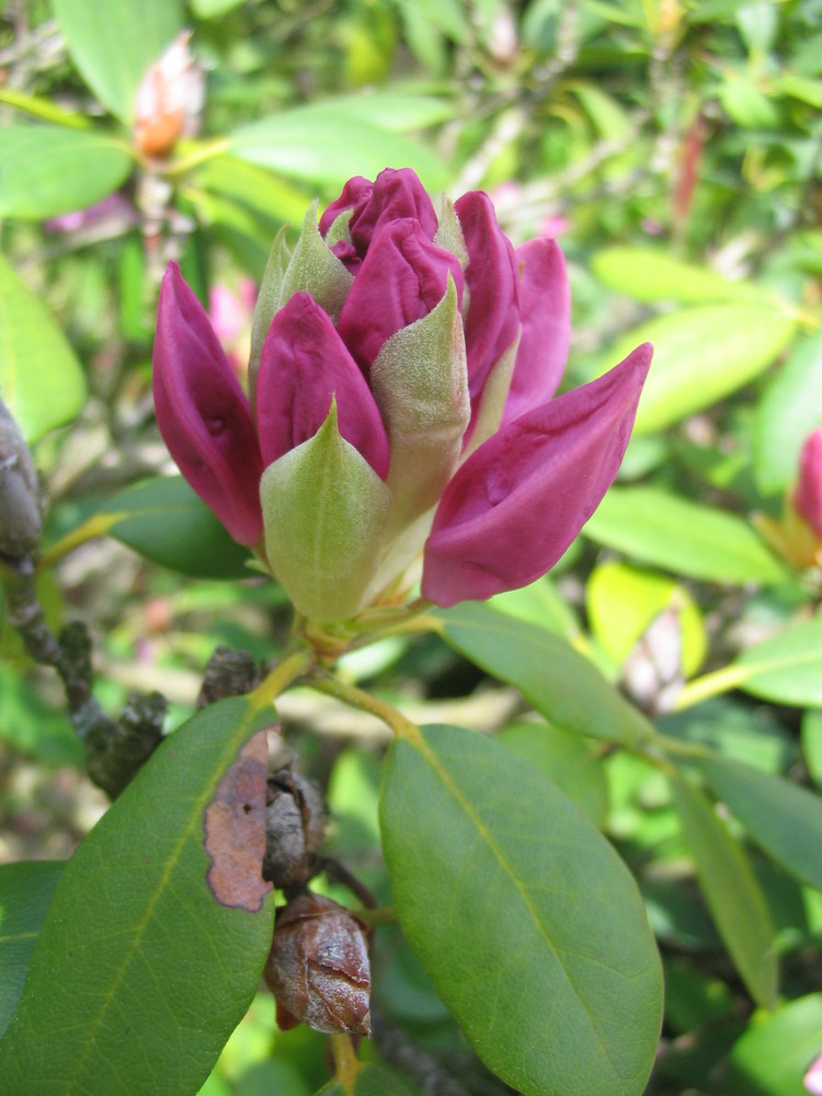 Rhododendronblüte am Aufbrechen