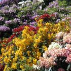 Rhododendronblüte auf der Insel Mainau