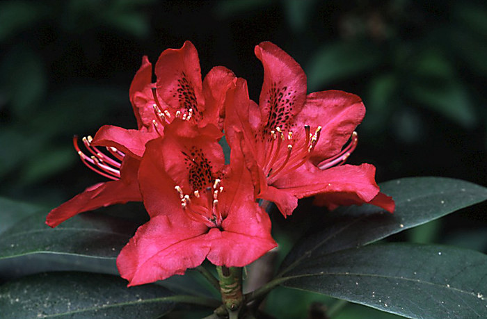 Rhododendronblüte