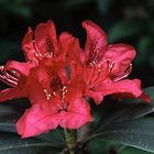 Rhododendronblüte