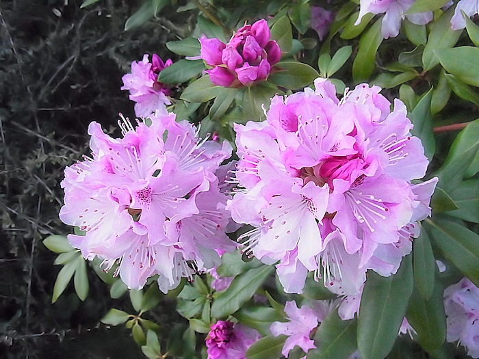 Rhododendronblüte .....