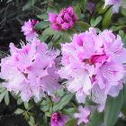 Rhododendronblüte .....