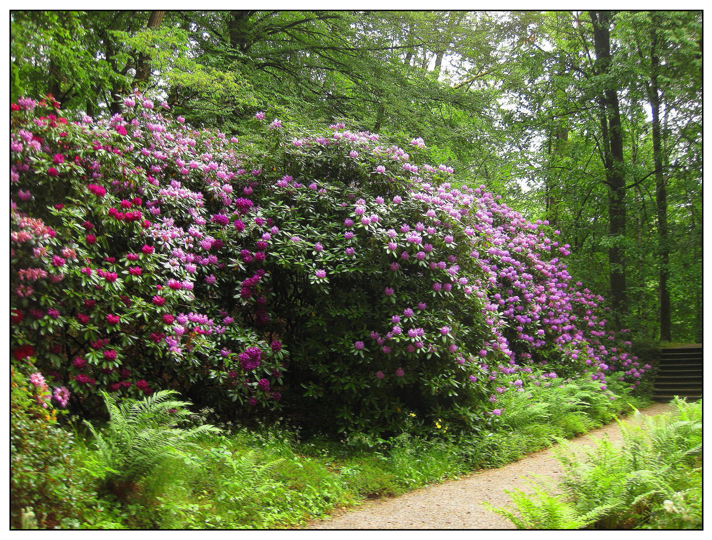 Rhododendronblüte