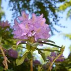 Rhododendronblüte