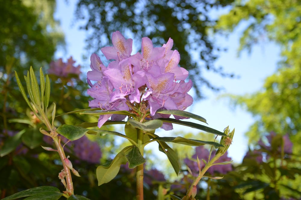 Rhododendronblüte