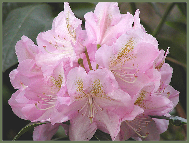 Rhododendronblüte