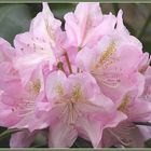 Rhododendronblüte