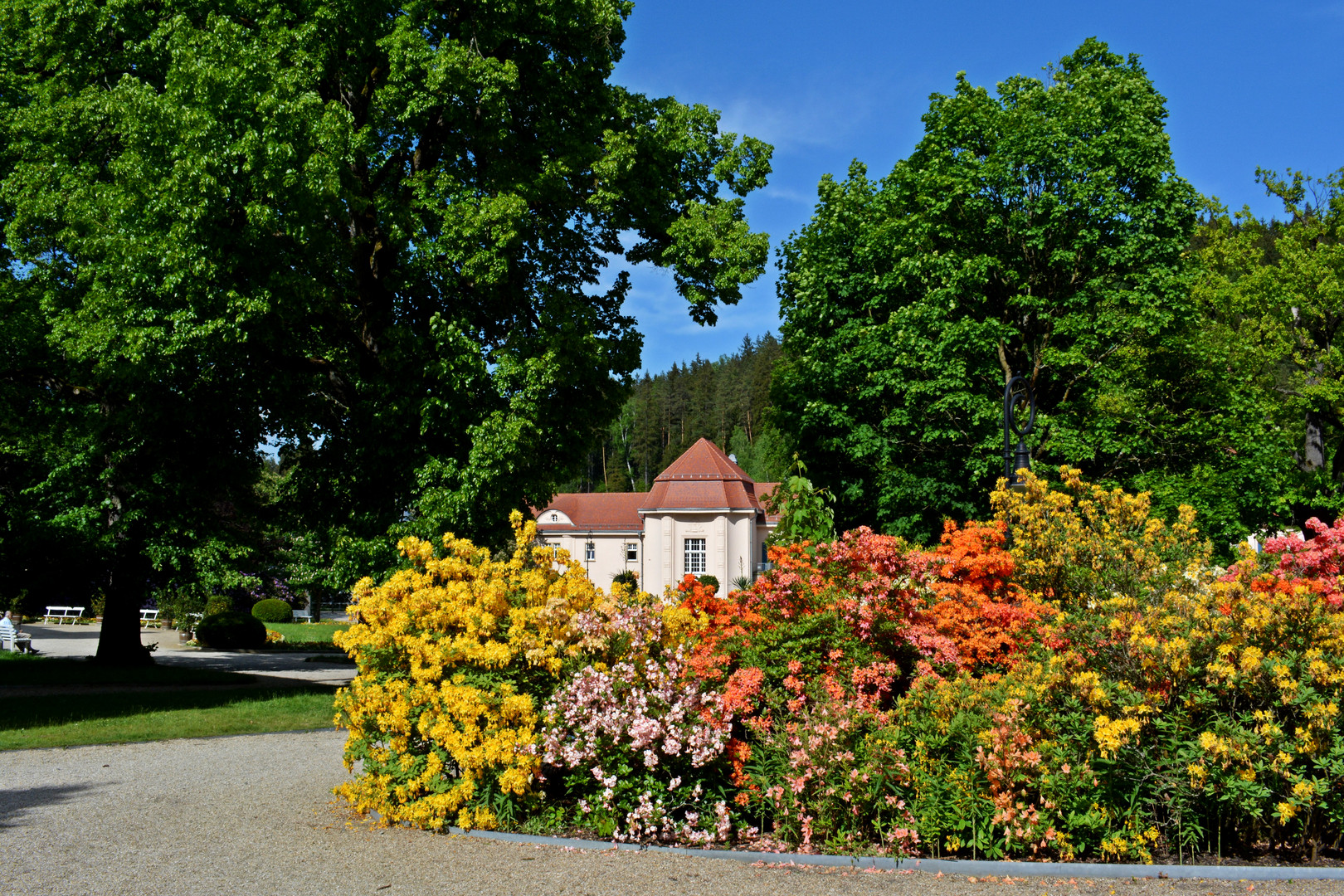 Rhododendronblüte Bad Elster