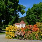 Rhododendronblüte Bad Elster