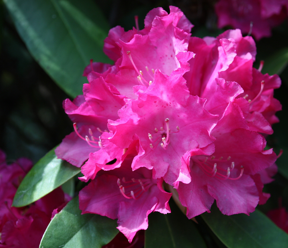 Rhododendronblüte