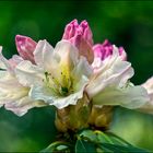 Rhododendronblüte