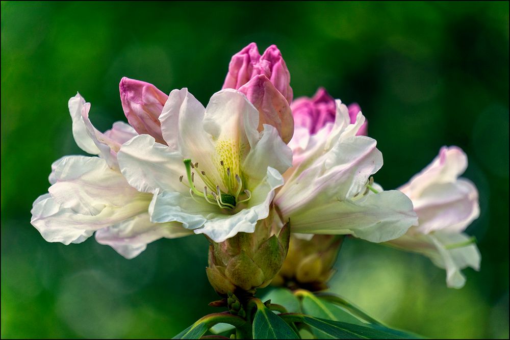 Rhododendronblüte