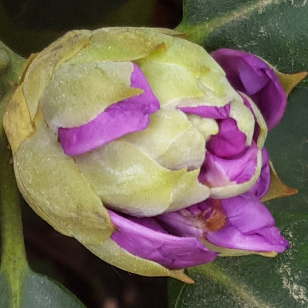 Rhododendronblüte 